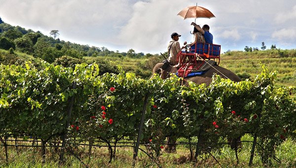 华欣葡萄园（HUA HIN HILLS VINEYARD）