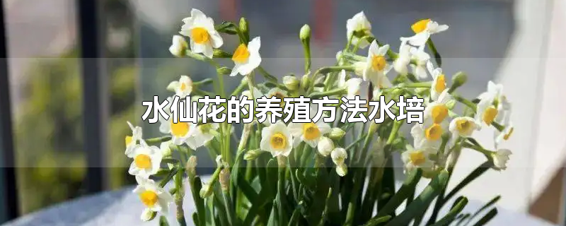 水仙花的养殖方法水培水仙花的养殖方法水培